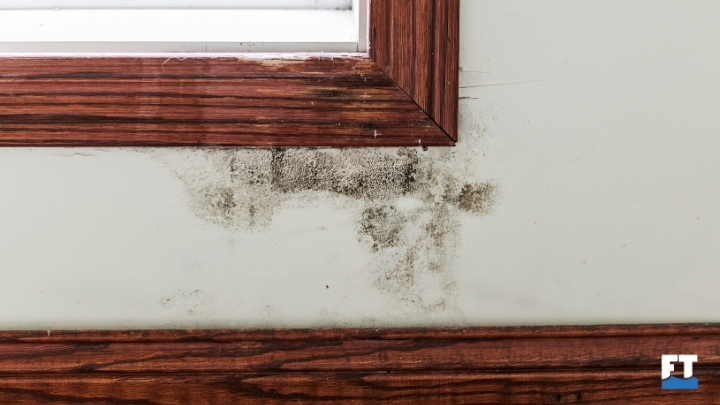 Mold Visible Discoloration and Spots