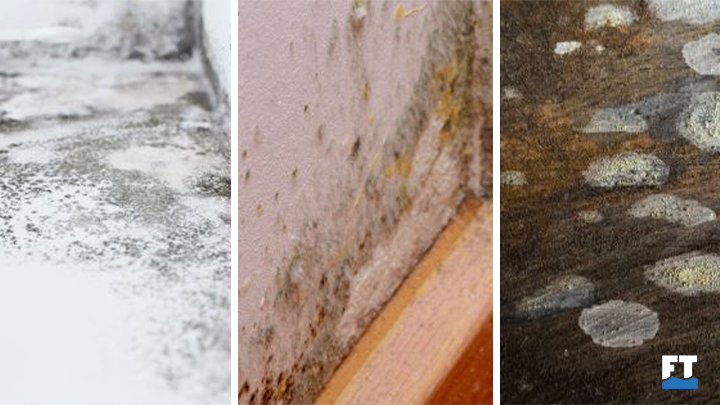 How Mold Forms After Water Damage