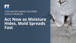 The Connection Between Water Damage and Mold Problems