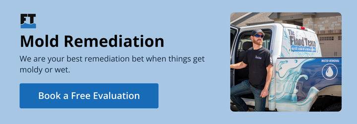 mold remediation services